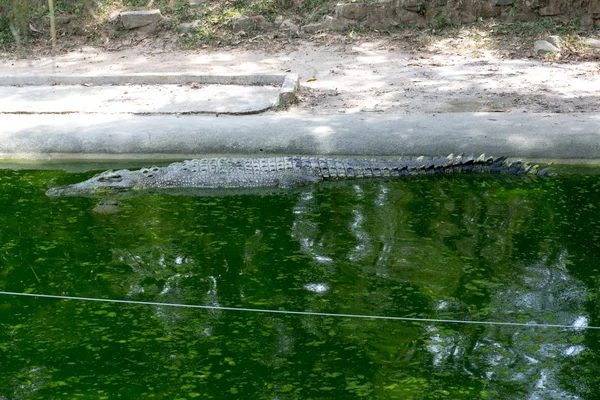 Cocodrilo Acostado Descansando Piscina — Foto de Stock