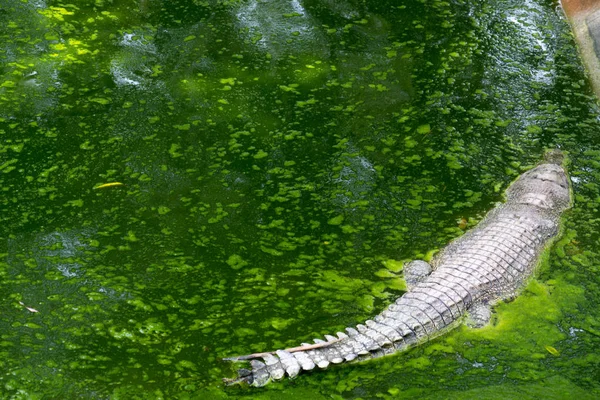 Крокодил Лежит Отдыхает Бассейне — стоковое фото