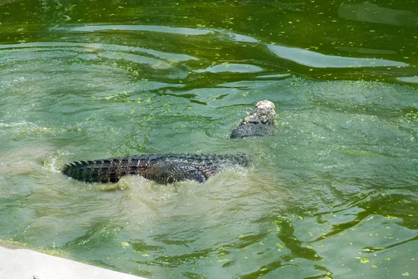 Крокодил Лежит Отдыхает Бассейне — стоковое фото