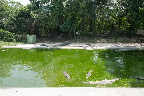 Cocodrilos Acostados Descansando Piscina — Foto de Stock