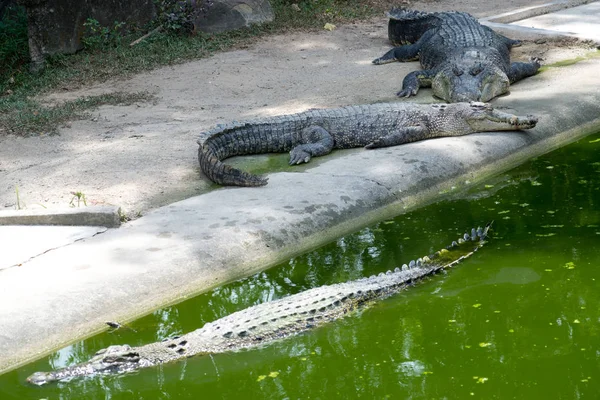 Crocodiles Lying Resting Pool — Stock Photo, Image