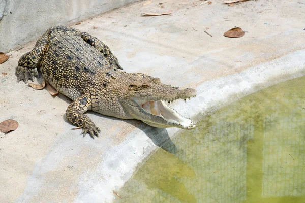 プールで横たわって休んでいるワニ — ストック写真