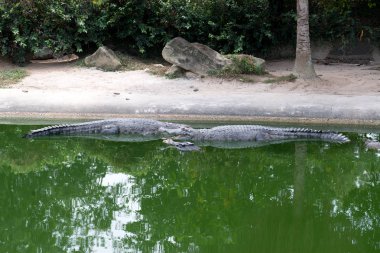 timsahlar yalan ve havuzda istirahat