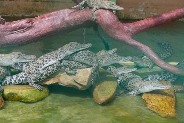Крокодилы Лежащие Отдыхающие Бассейне — стоковое фото