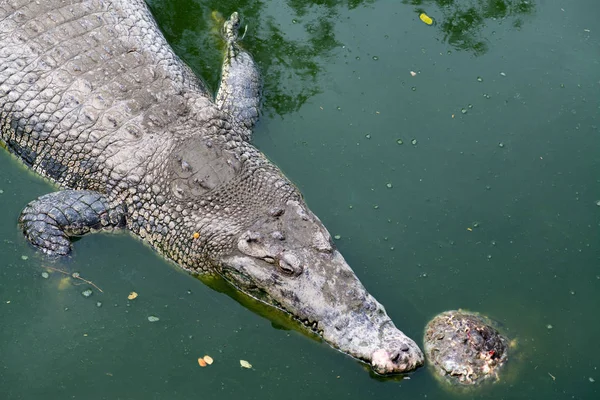 Krokodýl Ležící Odpočívá Bazénu — Stock fotografie