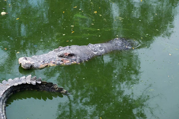 プールで横たわって休んでいるワニ — ストック写真