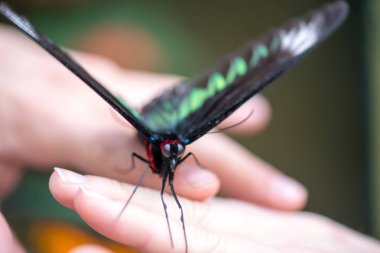 Avuç içlerindeki güzel kelebek, yaklaş