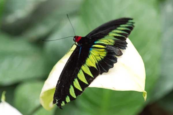 Mooie Vlinder Achtergrond Close — Stockfoto