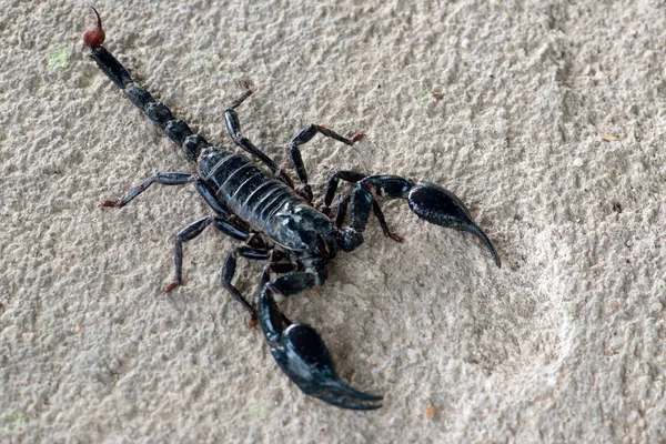Fekete Skorpió Mászik Háttérben Közelről — Stock Fotó