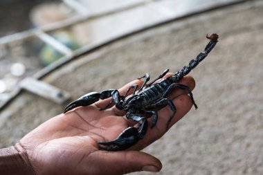Black scorpion on male hand clipart