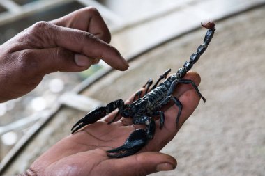 Black scorpion on male hand clipart