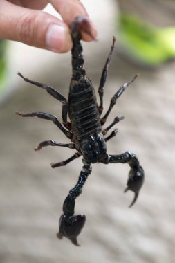 Siyah akrep arka planda sürünüyor. Yaklaş.