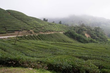 Cameron Highlands, Malezya 'daki Çay Çiftliği