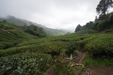 Cameron Highlands, Malezya 'daki Çay Çiftliği