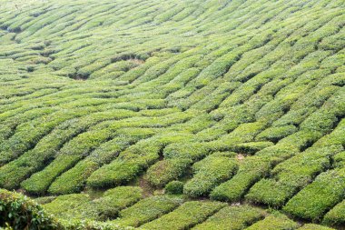 Cameron Highlands, Malezya 'daki Çay Çiftliği