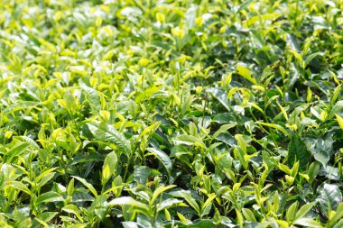 Cameron Highlands, Malezya 'da Plantation 'da yeşil çay yaprakları