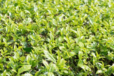 Cameron Highlands, Malezya 'da Plantation 'da yeşil çay yaprakları