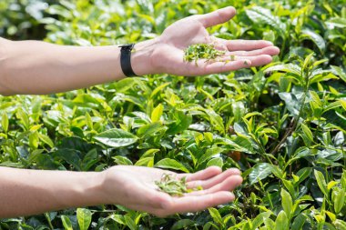 Cameron Highlands, Malezya 'daki çay tarlasında çay yaprakları tutan adam.