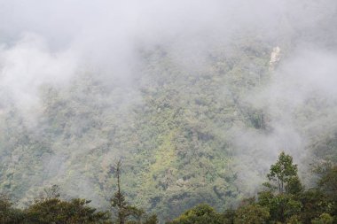Borneo, Malezya 'da yağmur ormanlarındaki yeşil ağaçlar