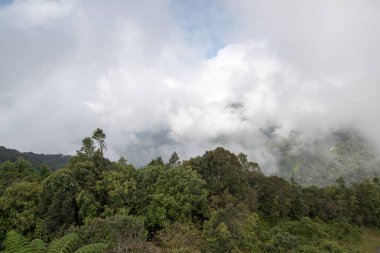 güzel yeşil yaz orman manzara