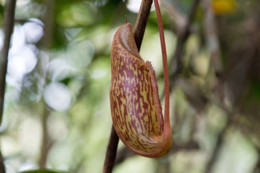 Borneo, Malezya 'daki yağmur ormanlarında bitki yetiştirme