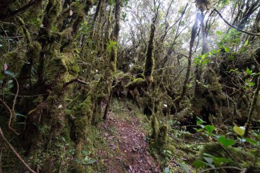 Tropikal ormanda yosun kaplı ağaçlar
