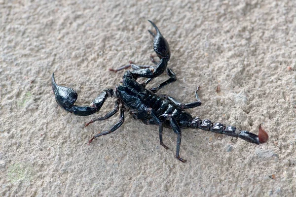 Escorpión Negro Arrastrándose Sobre Fondo Cerca — Foto de Stock