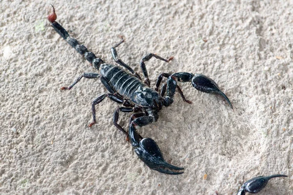 Escorpión Negro Arrastrándose Sobre Fondo Cerca — Foto de Stock