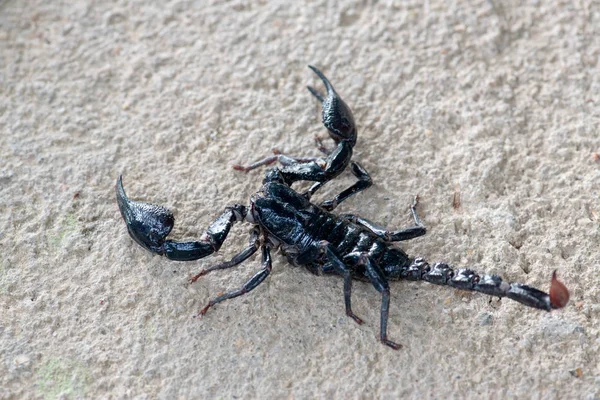 Escorpión Negro Arrastrándose Sobre Fondo Cerca — Foto de Stock