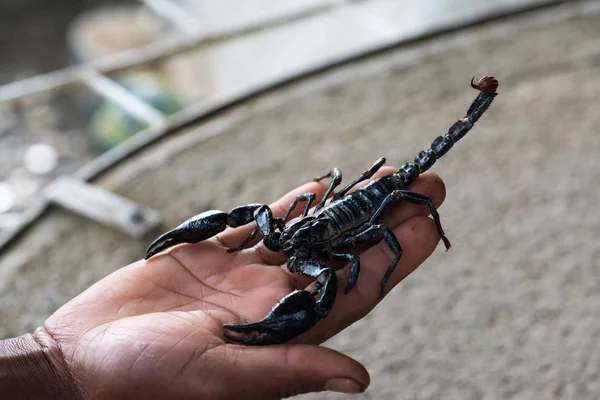 Escorpión Negro Mano Masculina —  Fotos de Stock