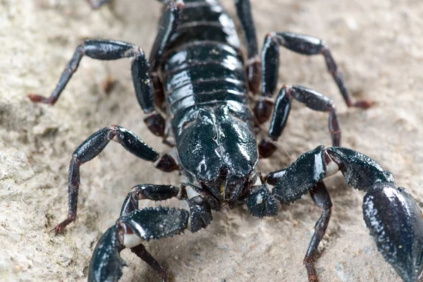 Schwarzer Skorpion Kriecht Hintergrund Nahaufnahme — Stockfoto