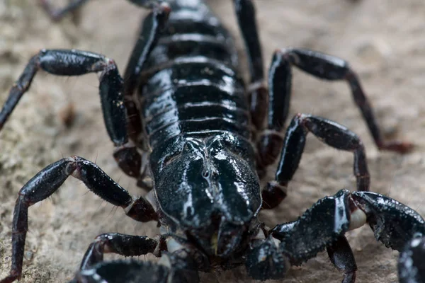 Czarny Skorpion Czołgający Się Tle Zbliżenie — Zdjęcie stockowe