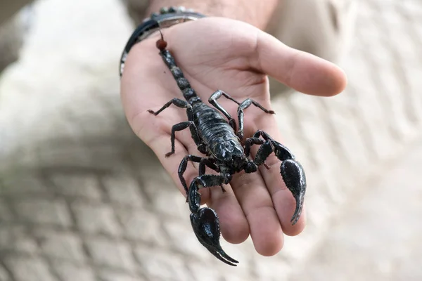 Чёрный Скорпион Руке Мужчины — стоковое фото