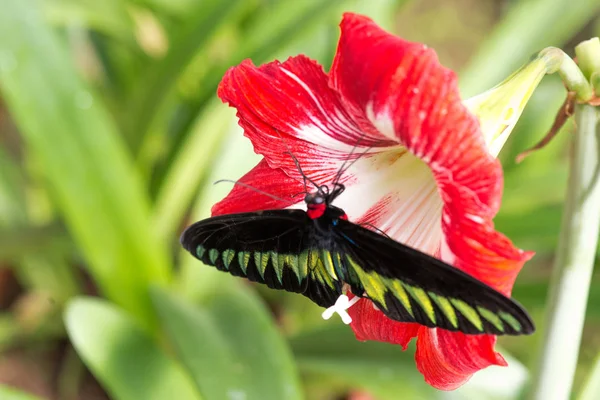 背景上美丽的蝴蝶 — 图库照片