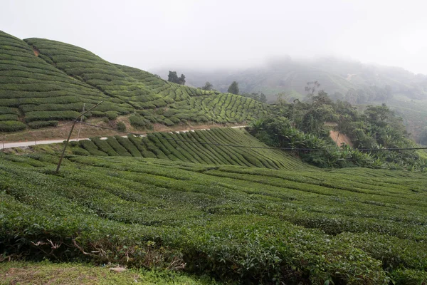 Τσάι Plantation Στα Υψίπεδα Cameron Μαλαισία — Φωτογραφία Αρχείου