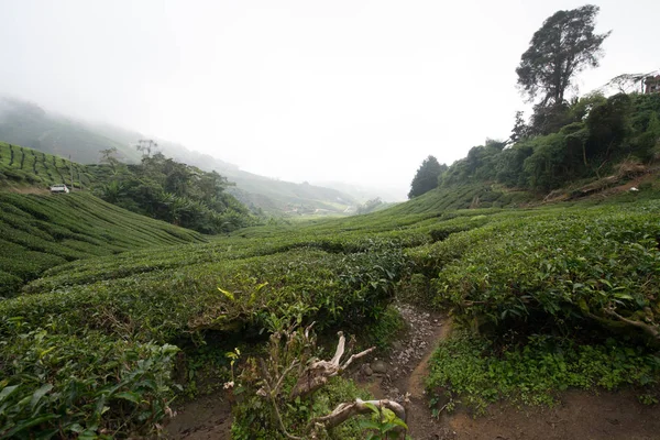 Τσάι Plantation Στα Υψίπεδα Cameron Μαλαισία — Φωτογραφία Αρχείου