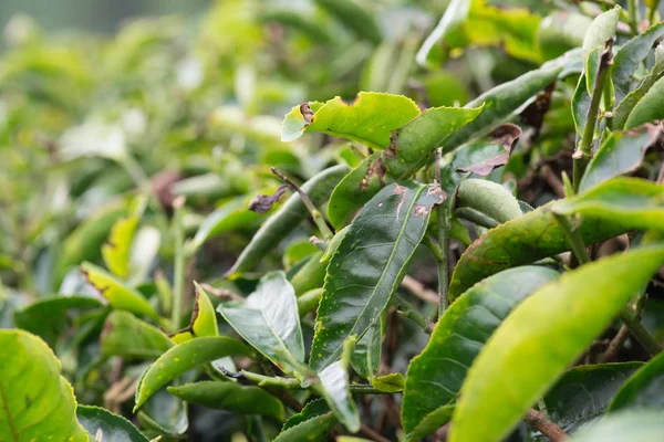 マレーシアのキャメロンハイランドにあるプランテーションでの緑茶の葉 — ストック写真
