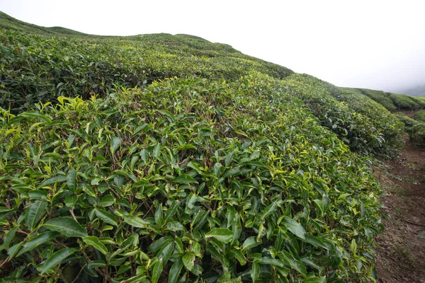 マレーシア キャメロン高原の茶畑 — ストック写真