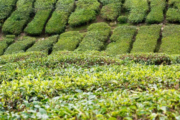 マレーシア キャメロン高原の茶畑 — ストック写真