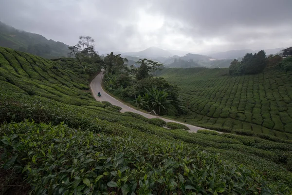 Τσάι Plantation Στα Υψίπεδα Cameron Μαλαισία — Φωτογραφία Αρχείου