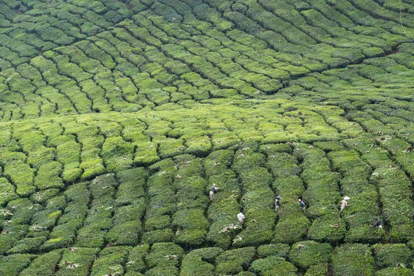 マレーシア キャメロン高原の茶畑 — ストック写真