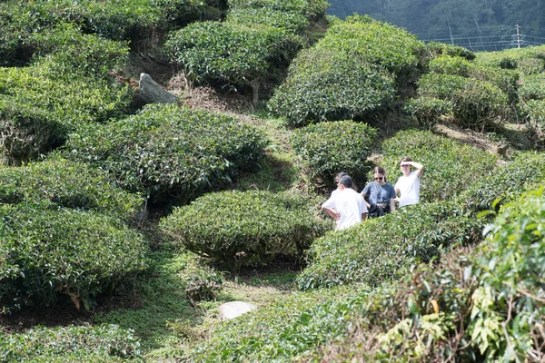 Malaysia Circa January 2015 Orang Orang Penanaman Teh Cameron Highlands — Stok Foto