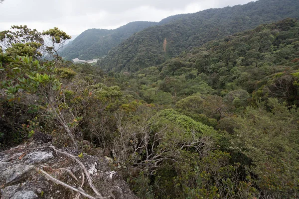 Árboles Verdes Selva Tropical Borneo Malasia — Foto de Stock