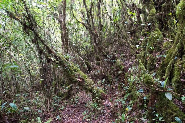Árvores Cobertas Musgo Floresta Tropical — Fotografia de Stock