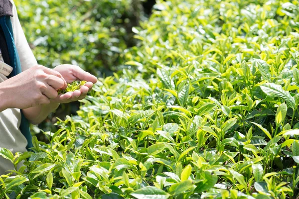 Man Holding Tea Leaves Tea Plantation Cameron Highlands Malaysia — Stock Photo, Image