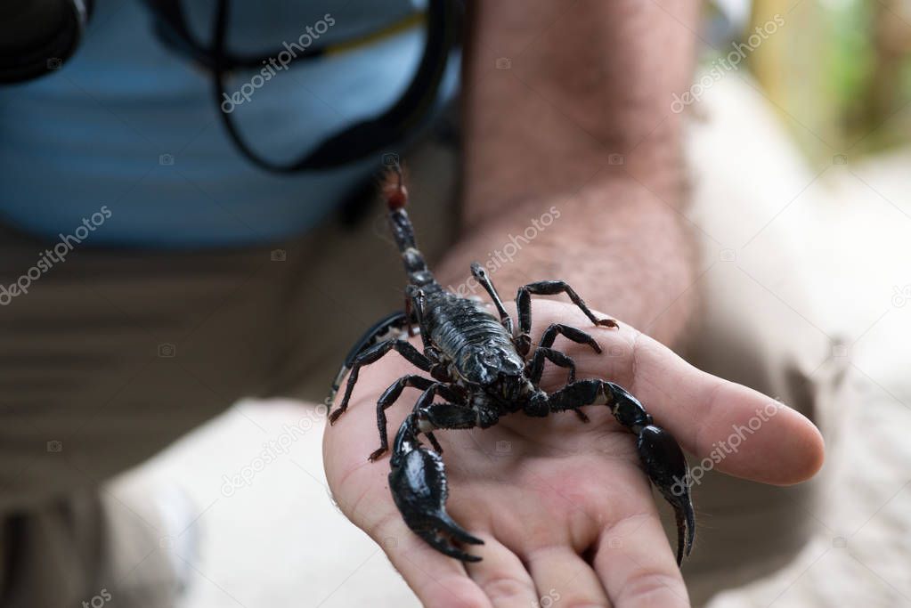 Black scorpion on male hand