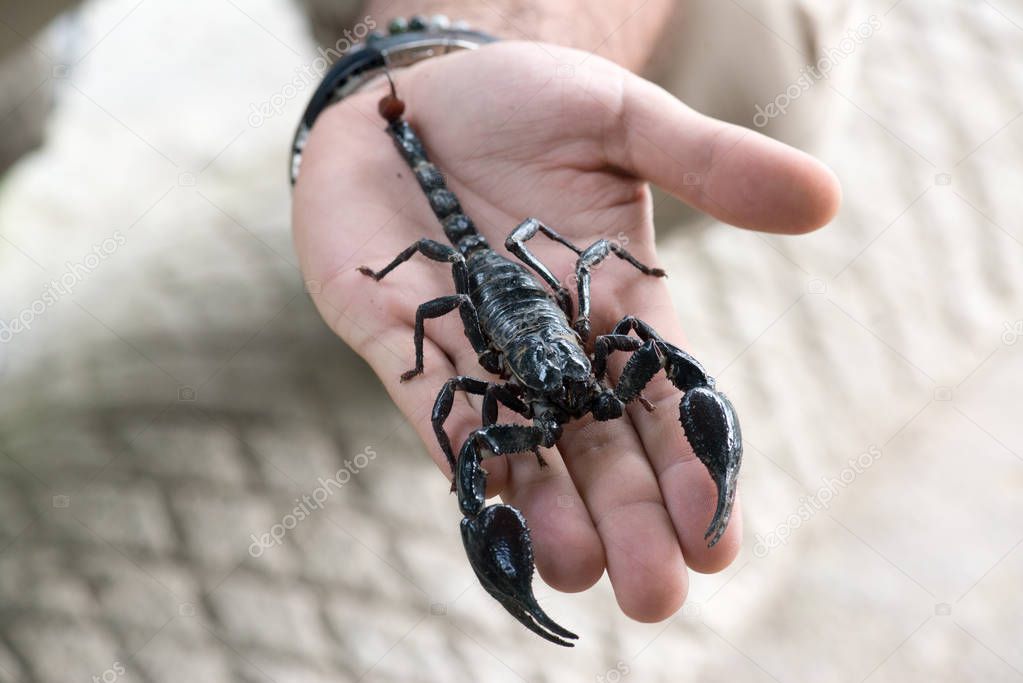 Black scorpion on male hand