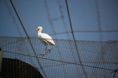 arka planda hayvanat bahçesinde güzel kuş, yakın