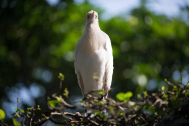arka planda hayvanat bahçesinde güzel kuş, yakın