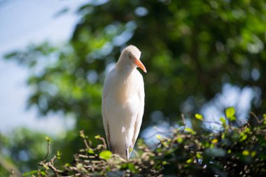 arka planda hayvanat bahçesinde güzel kuş, yakın